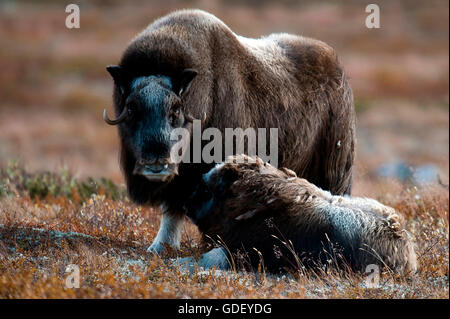 Moschusochsen, (Ovibos Moschatus), Herbst, Norwegen Dovrefjell Nationalpark Stockfoto