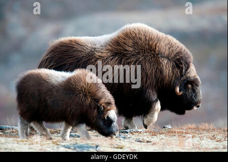 Moschusochsen, (Ovibos Moschatus), Herbst, Norwegen Dovrefjell Nationalpark Stockfoto