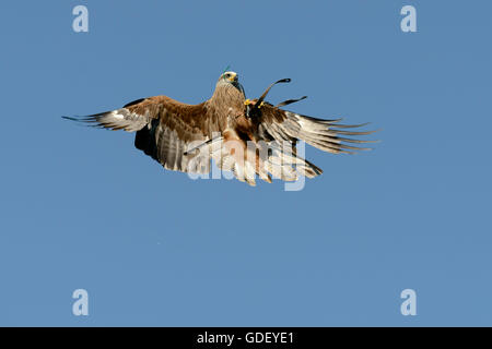 Schwarzmilan, (Milvus Migrans), gefangen Stockfoto