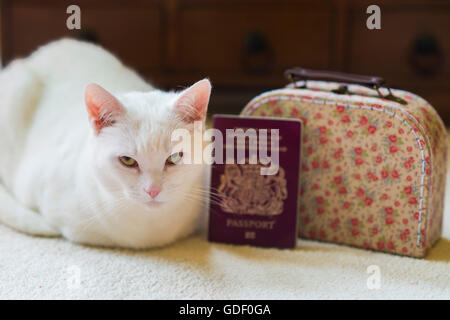 Eine weiße Katze sitzt neben einem Koffer und einen Reisepass Stockfoto