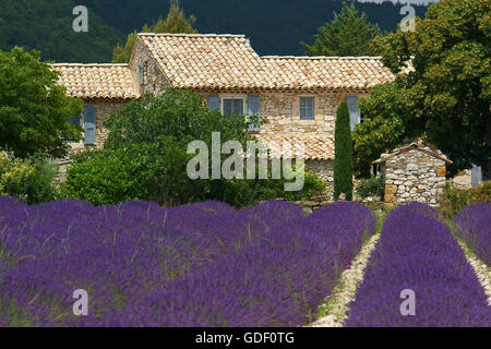 Lavendel Blüte, Provence, Provence-Alpes-Cote d ' Azur, Frankreich Stockfoto