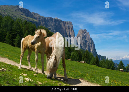 Haflingerpferde, Alpe di Siusi, Dolomiten, Südtirol, Italien Stockfoto