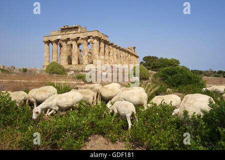 Tempel der Hera, Selinunte, Sizilien, Italien Stockfoto