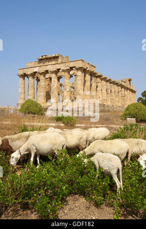 Tempel der Hera, Selinunte, Sizilien, Italien Stockfoto