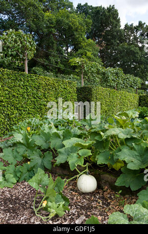 Frischen weißen Kürbis wachsen in einer kleinen formalen Garten. Stockfoto