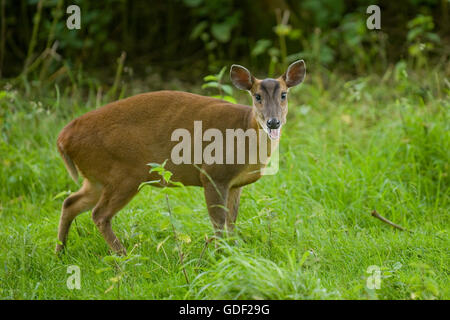 Muntjac Rotwild Stockfoto