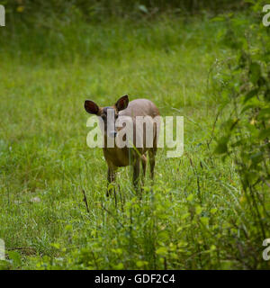 Muntjac Rotwild Stockfoto