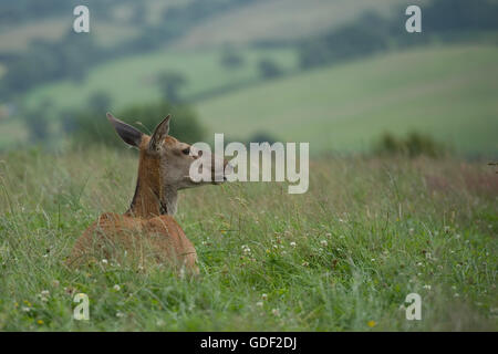 Rothirsch hind Stockfoto