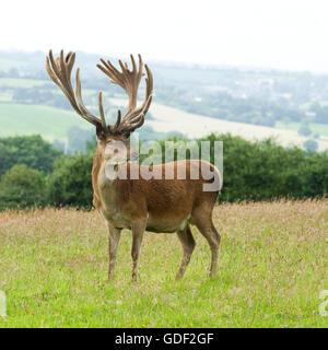 Red Deer stag Stockfoto