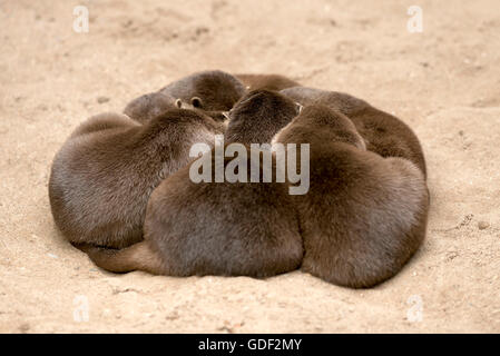 Orientalische kleine krallte Otter (Aonyx Cinerea) Stockfoto