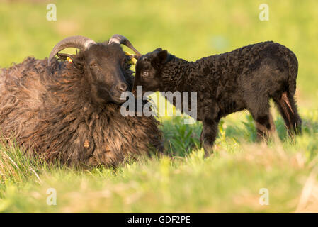 Deutsche Heide, Mutterschaf mit Lamm, Schleswig-Holstein-Helgoland, Deutschland Stockfoto