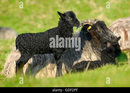 Deutsche Heide, Mutterschaf mit Lämmern, Schleswig-Holstein-Helgoland, Deutschland Stockfoto