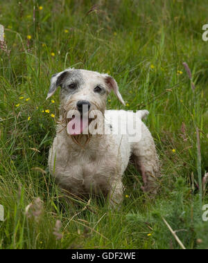 Sealyham Terrier mit Zunge heraus Stockfoto