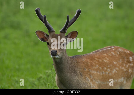 Sika Rotwild Hirsch Stockfoto