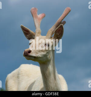 Weißer Rothirsch Stockfoto