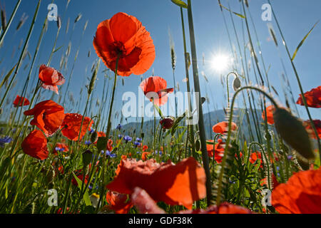 Mohn, Castelluccio, Nationalpark der Monti Sibillini, Piano Grande, Mohn, Europa, Italien, Umbrien Stockfoto