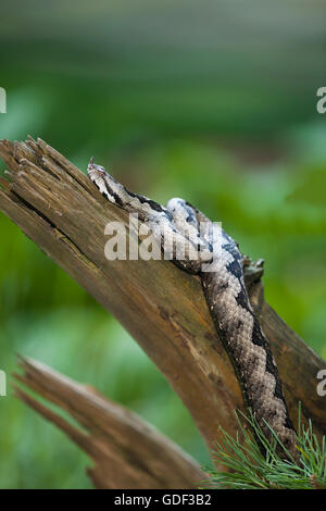 Sandviper, Kroatien / (Vipera Ammodytes) Stockfoto