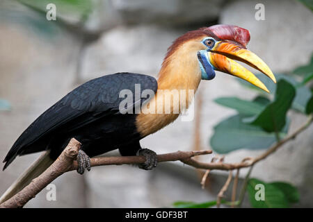 Sulawesi faltige Hornbill (Aceros Cassidix), gefangen Stockfoto