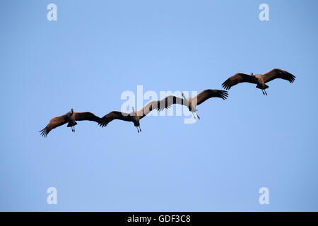 gemeinsame Kranich (Grus Grus), Tierwelt, Nationalpark Vorpommersche Boddenlandschaft, Mecklenburg-Vorpommern Deutschland Stockfoto