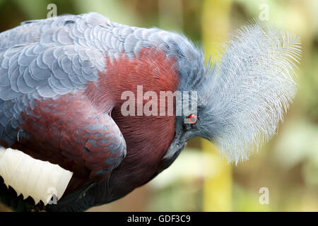 südlichen gekrönte Taube (Goura Scheepmakeri), gefangen Stockfoto