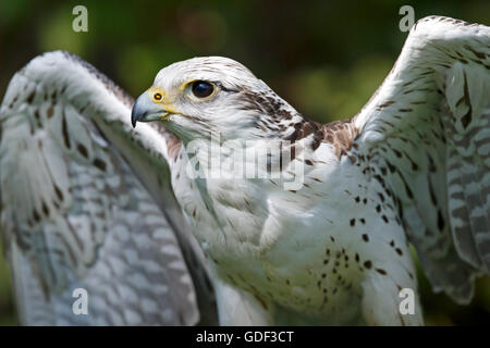 Sakerfalken (Falco Cherrug), gefangen Stockfoto