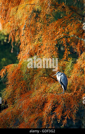 Graureiher, (Ardea Cinerea), Deutschland Stockfoto