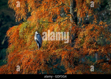 Graureiher, (Ardea Cinerea), Deutschland Stockfoto