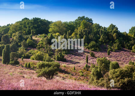 Naturschutzgebiet Lüneburger Heide, Undeloh, senken, Sachsen, Deutschland Stockfoto