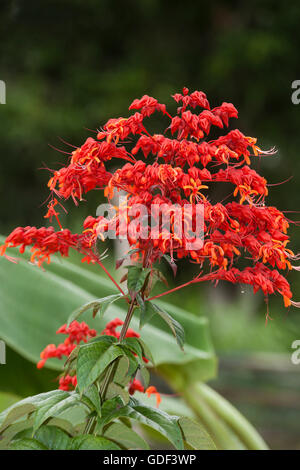 Rote Blüte des Baumes Flamme (Delonix Regia) Hochland Dalat, Vietnam Stockfoto