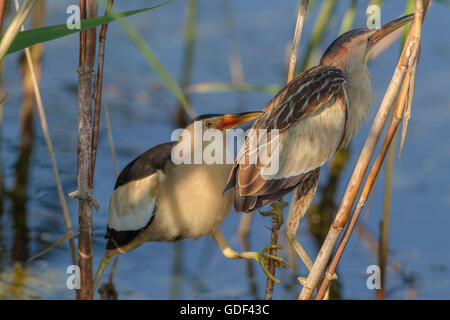 Kleiner Bitterstoff, Männlich, Kerkini See, Griechenland / (Ixobrychus Minutus), Stockfoto