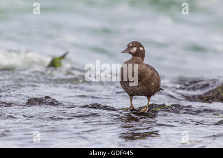 Harlekin-Ente, Island / (Histrionicus Histrionicus) Stockfoto