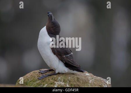 Tordalk, Island / (Alca Torda) Stockfoto