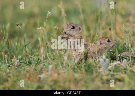 Europäische Zieselmaus, Bulgarien / (Spermophilus Citellus) Stockfoto