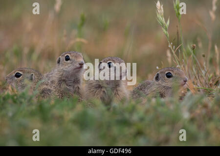 Europäische Zieselmaus, Bulgarien / (Spermophilus Citellus) Stockfoto