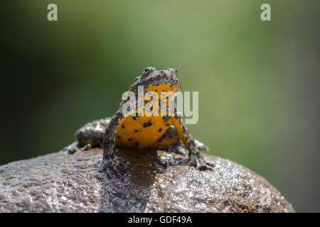 Gelbbauchunke, Bulgarien / (Geburtshelferkröte Variegata) Stockfoto