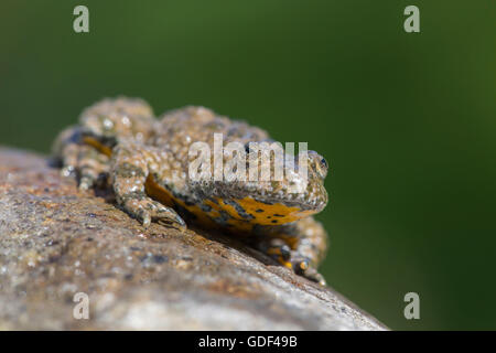 Gelbbauchunke, Bulgarien / (Geburtshelferkröte Variegata) Stockfoto