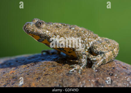 Gelbbauchunke, Bulgarien / (Geburtshelferkröte Variegata) Stockfoto