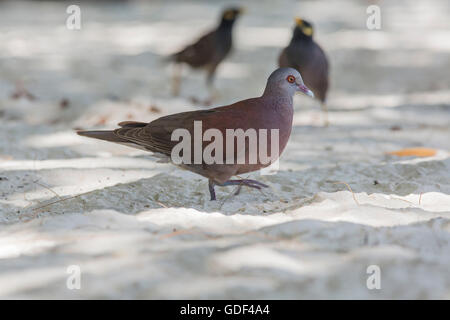 Madagaskar Turtle dove (Streptopelia Picturata), Seychellen Stockfoto