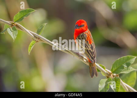 Madagaskar-Fody oder rote Fody (Foudia Madagascariensis), Seychellen Stockfoto