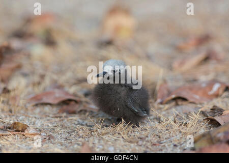 Geringerem Noddy, (Anous Tenuirostris), Bird Island, Seychellen Stockfoto