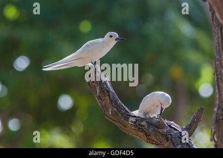 Weiße Tern oder Fairy Tern, (Gygis Alba), Bird Island, Seychellen Stockfoto