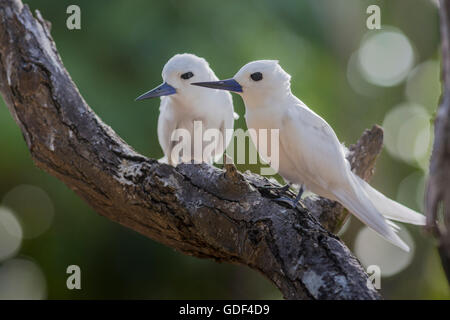 Weiße Tern oder Fairy Tern, (Gygis Alba), Bird Island, Seychellen Stockfoto