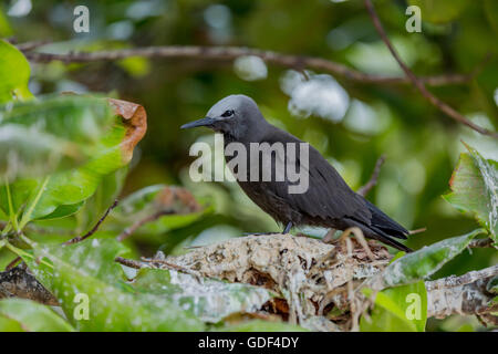 Geringerem Noddy, (Anous Tenuirostris), Bird Island, Seychellen Stockfoto