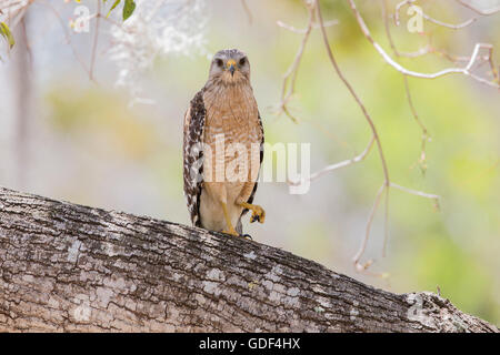 Roten geschultert Habicht, Florida / (Buteo Lineatus) Stockfoto
