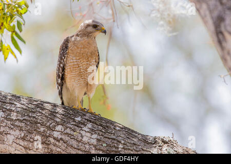 Roten geschultert Habicht, Florida / (Buteo Lineatus) Stockfoto