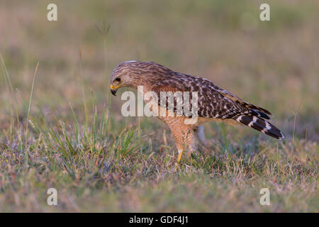Roten geschultert Habicht, Florida / (Buteo Lineatus) Stockfoto
