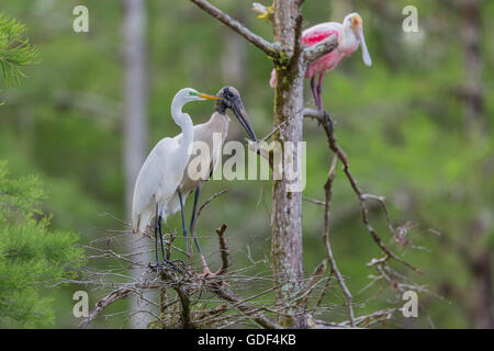 Woodstork und rosige Löffler, Florida / (Mycteria Americana) Stockfoto