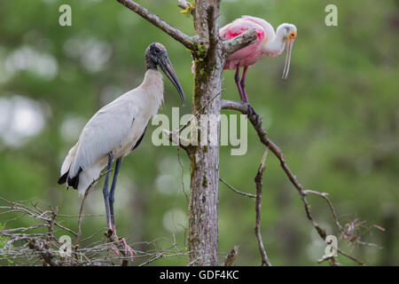 Woodstork und rosige Löffler, Florida / (Mycteria Americana) Stockfoto