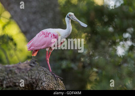 Rosige Löffler, Florida / (Platalea Ajaja) Stockfoto