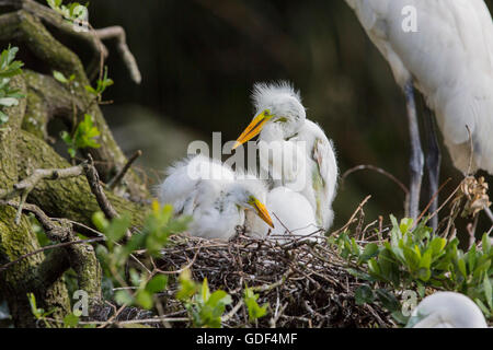 Silberreiher (weiß), Florida, Alligator Farm, St. Augustin / (Casmerodius Albus / Ardea Alba) Stockfoto